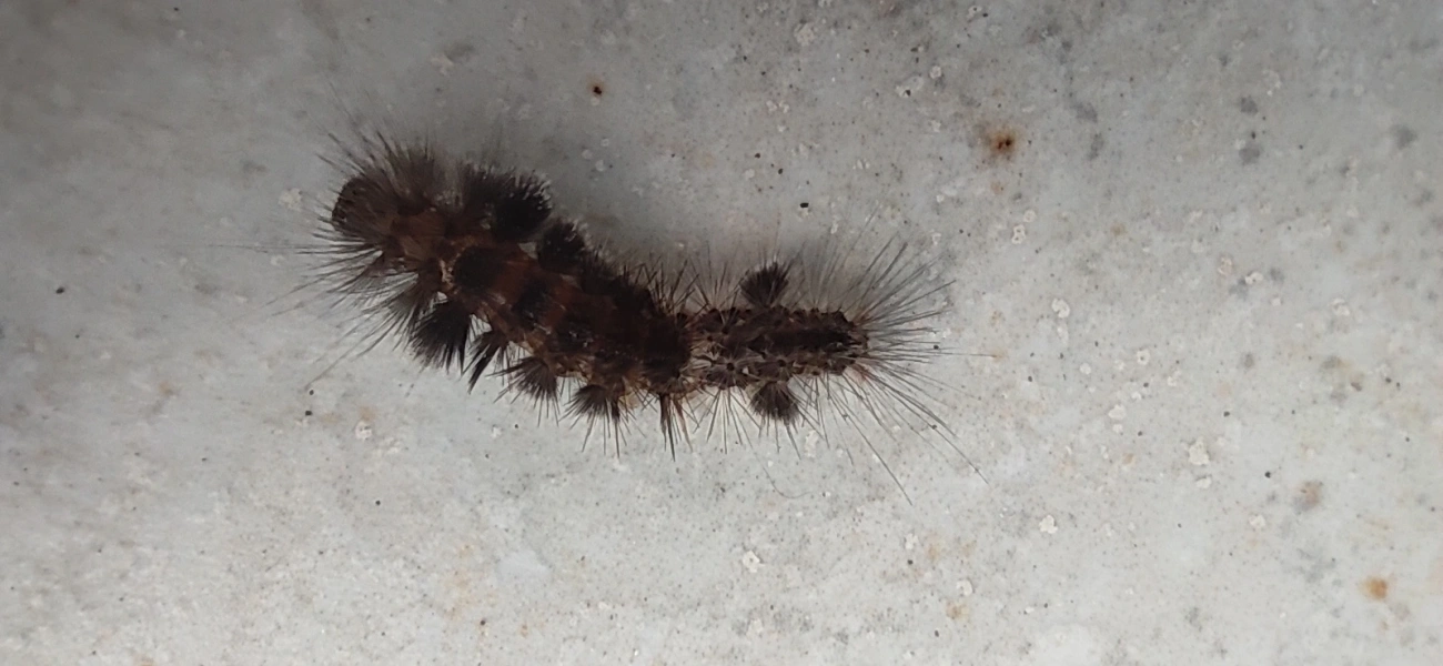 Borboletas e traças (Lepidoptera), insetos, fotografado em Maresias, São Sebastião