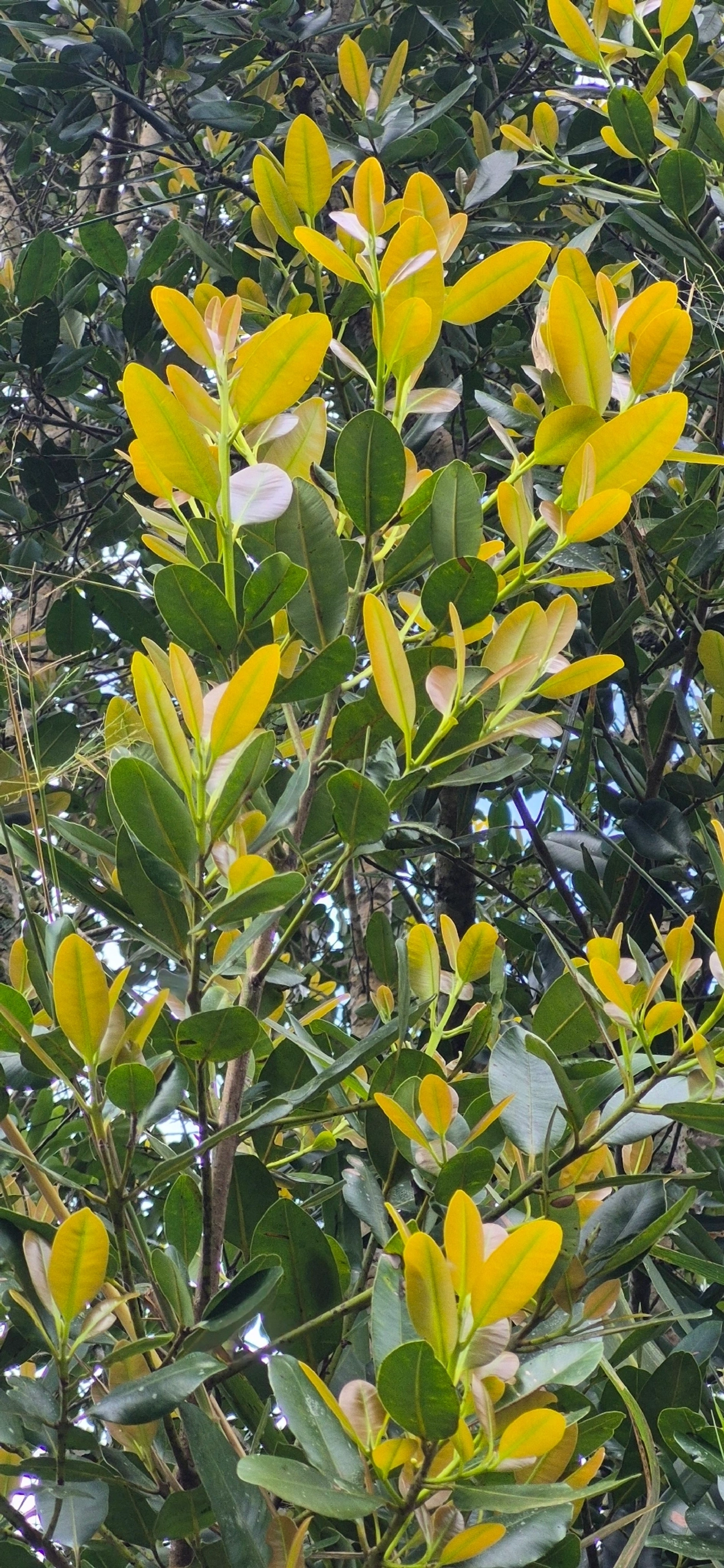 Guanandi (Calophyllum brasiliense), plantas, fotografado em Maresias, São Sebastião