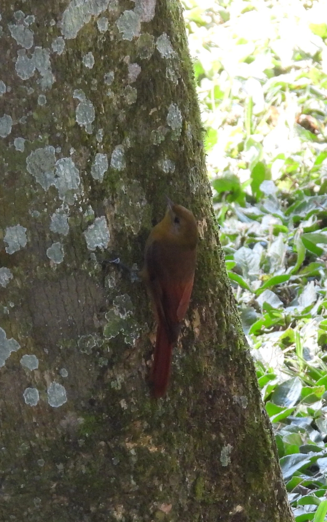 Arapaçu-verde (Sittasomus griseicapillus), aves, fotografado em Resende