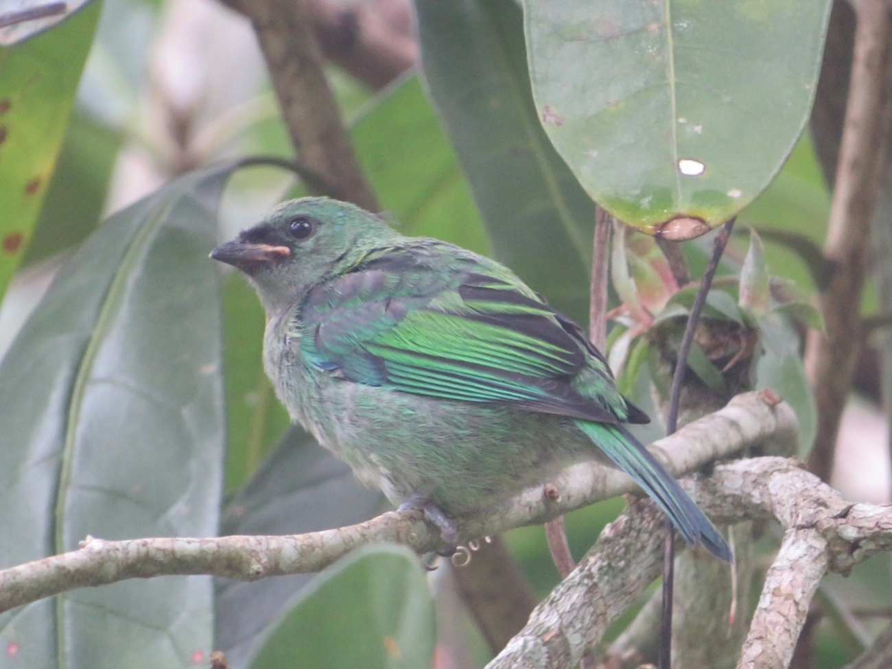 Saíra-sete-cores (Tangara seledon), aves, fotografado em Maresias, São Sebastião