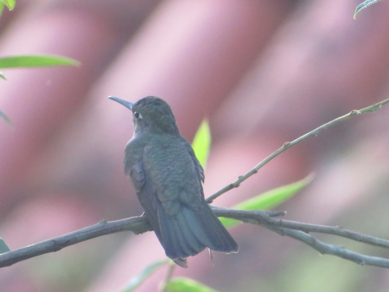 Beija-flor-cinza (Eupetomena cirrochloris), aves, fotografado em Maresias, São Sebastião