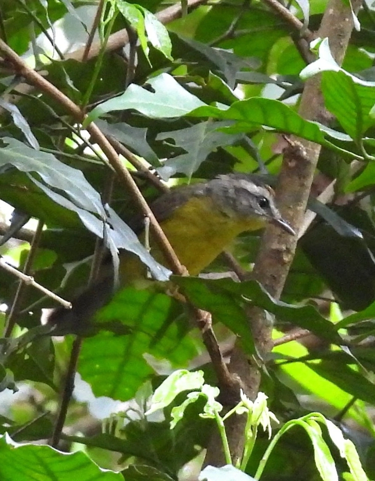 Pula-Pula (Basileuterus culicivorus), aves, fotografado em Perequê, Ilhabela