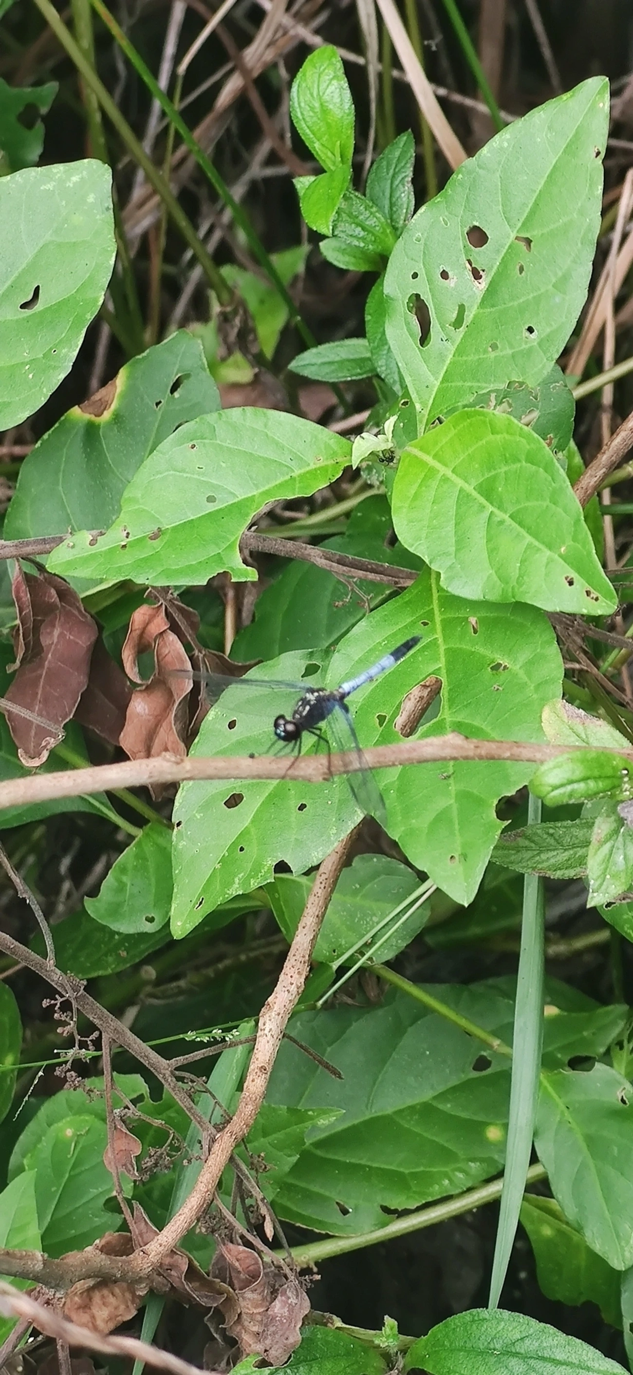 Erythrodiplax avittata, insetos, fotografado em Maresias, São Sebastião