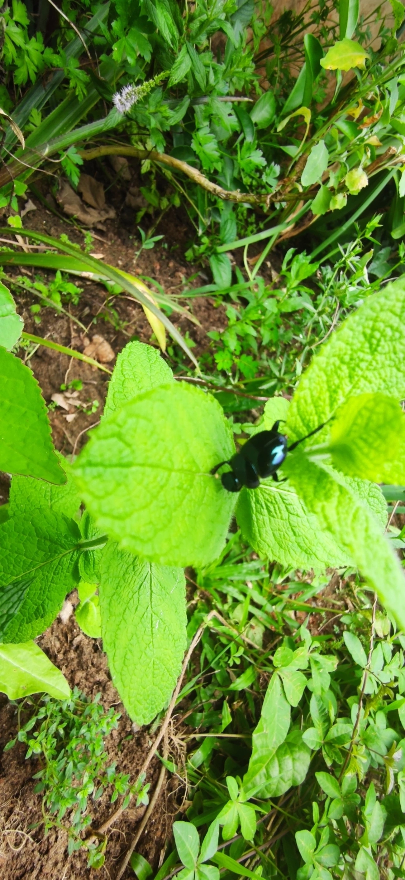 Besouro-rola-bosta (Canthon rutilans), insetos, fotografado em Maresias, São Sebastião