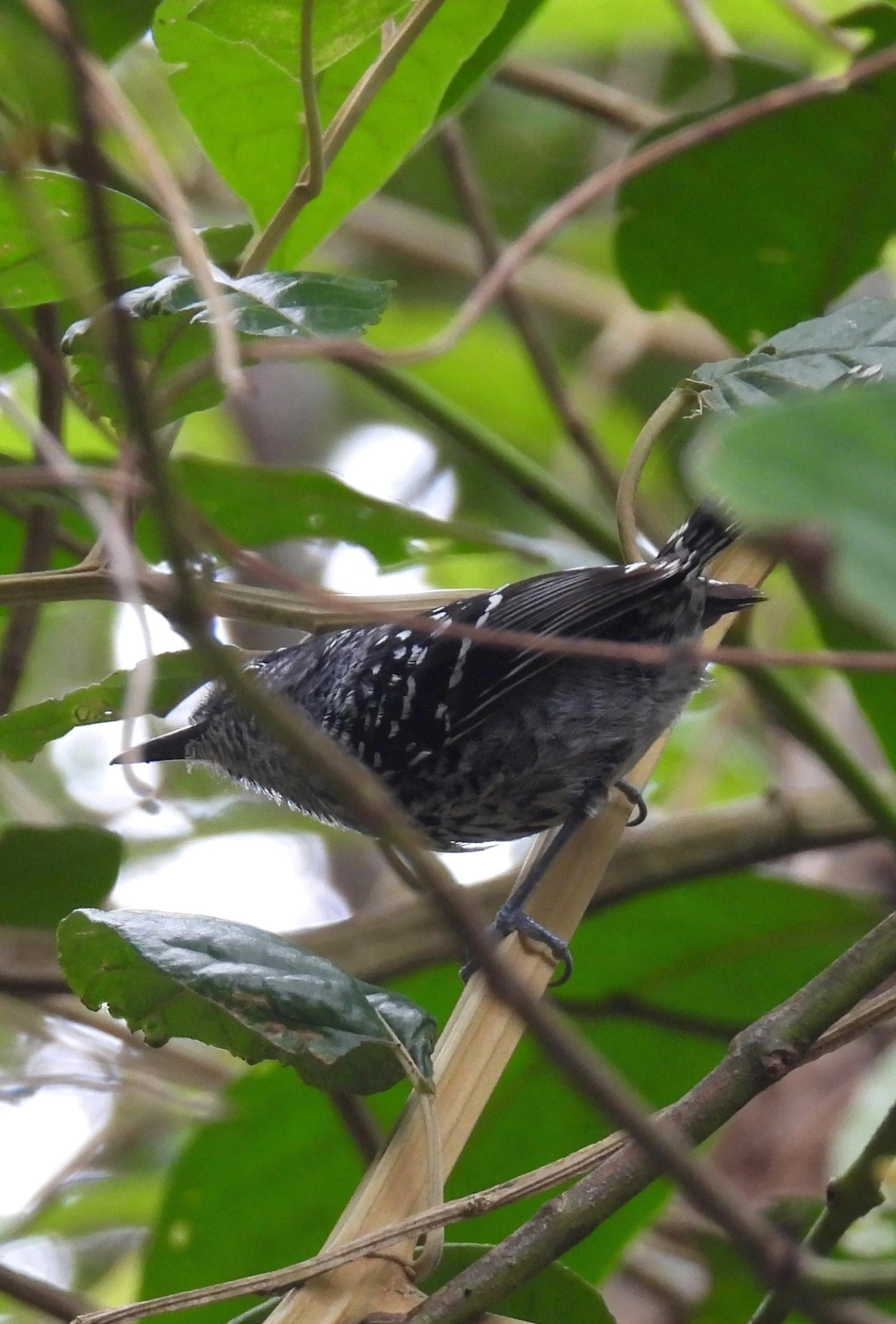 Pintadinho (Drymophila squamata), aves, fotografado em Maresias, São Sebastião