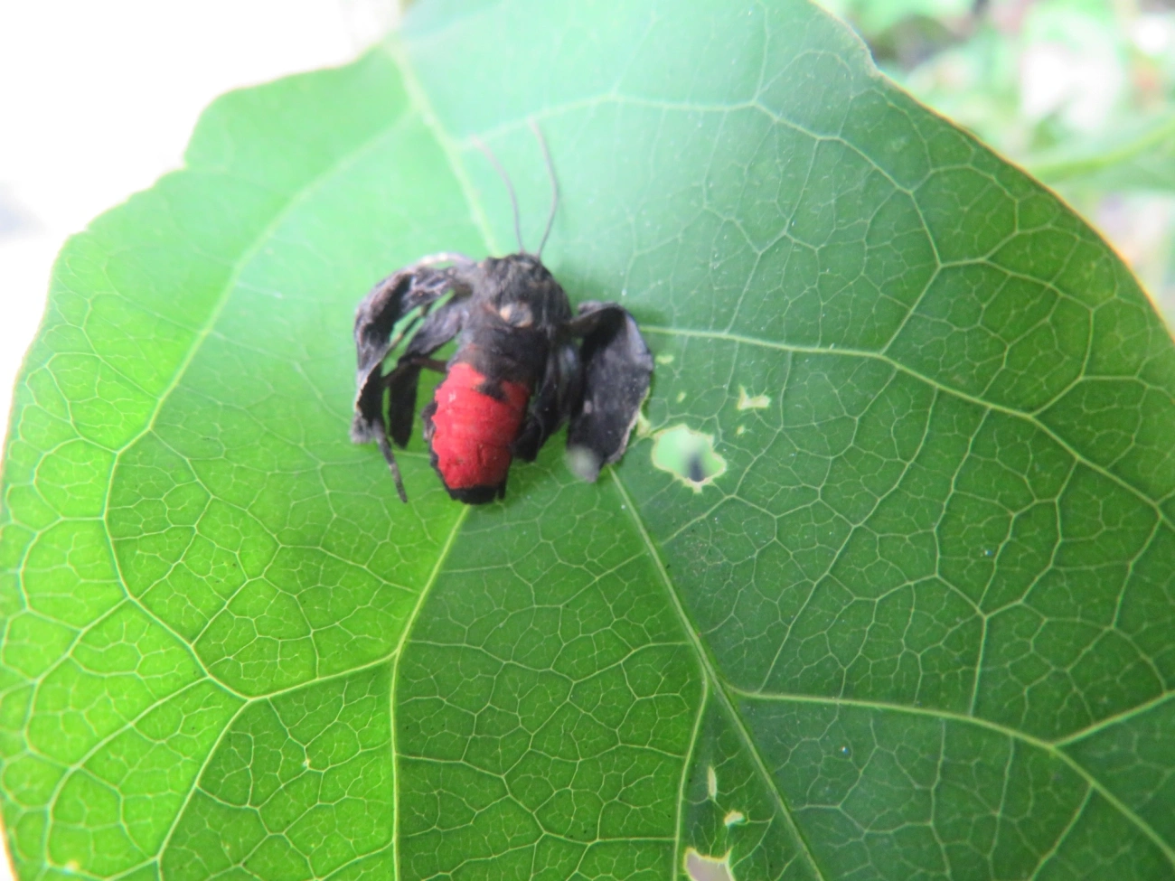 Mariposa-mímica-de-vespa-de-pontas-escarlates (Dinia eagrus), insetos, fotografado em Maresias, São Sebastião