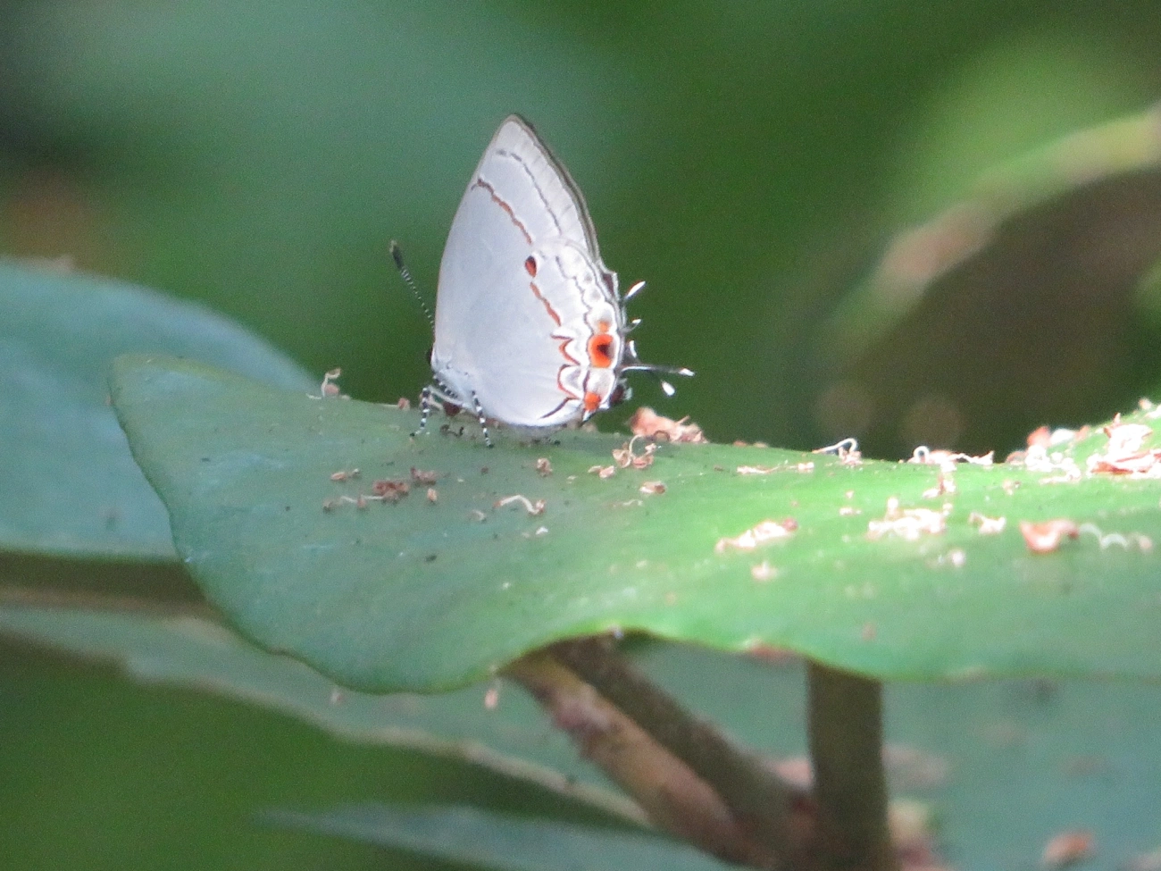 Iaspis talayra, insetos, fotografado em Maresias, São Sebastião