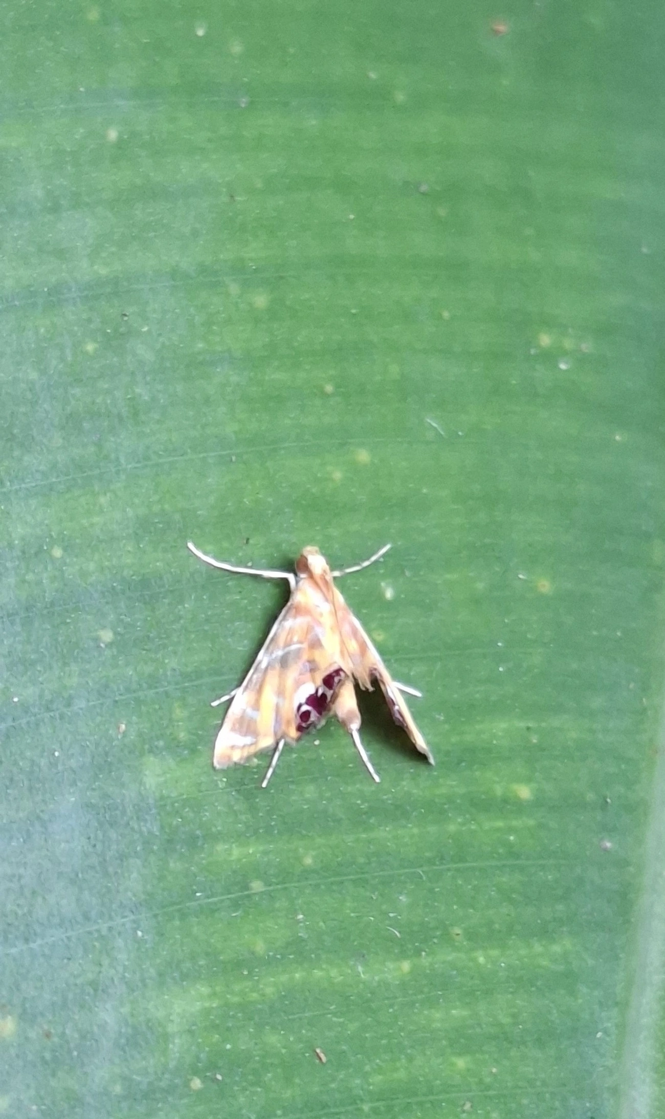 Acentropinae, insetos, fotografado em Maresias, São Sebastião