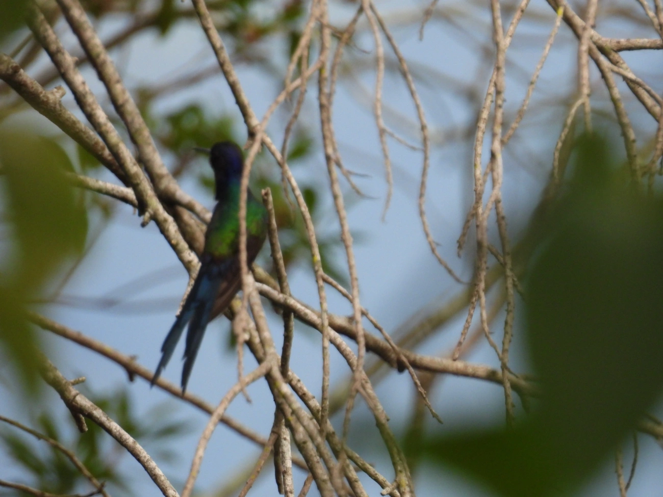 Beija-flor-tesoura (Eupetomena macroura), aves, fotografado em Perequê, Ilhabela