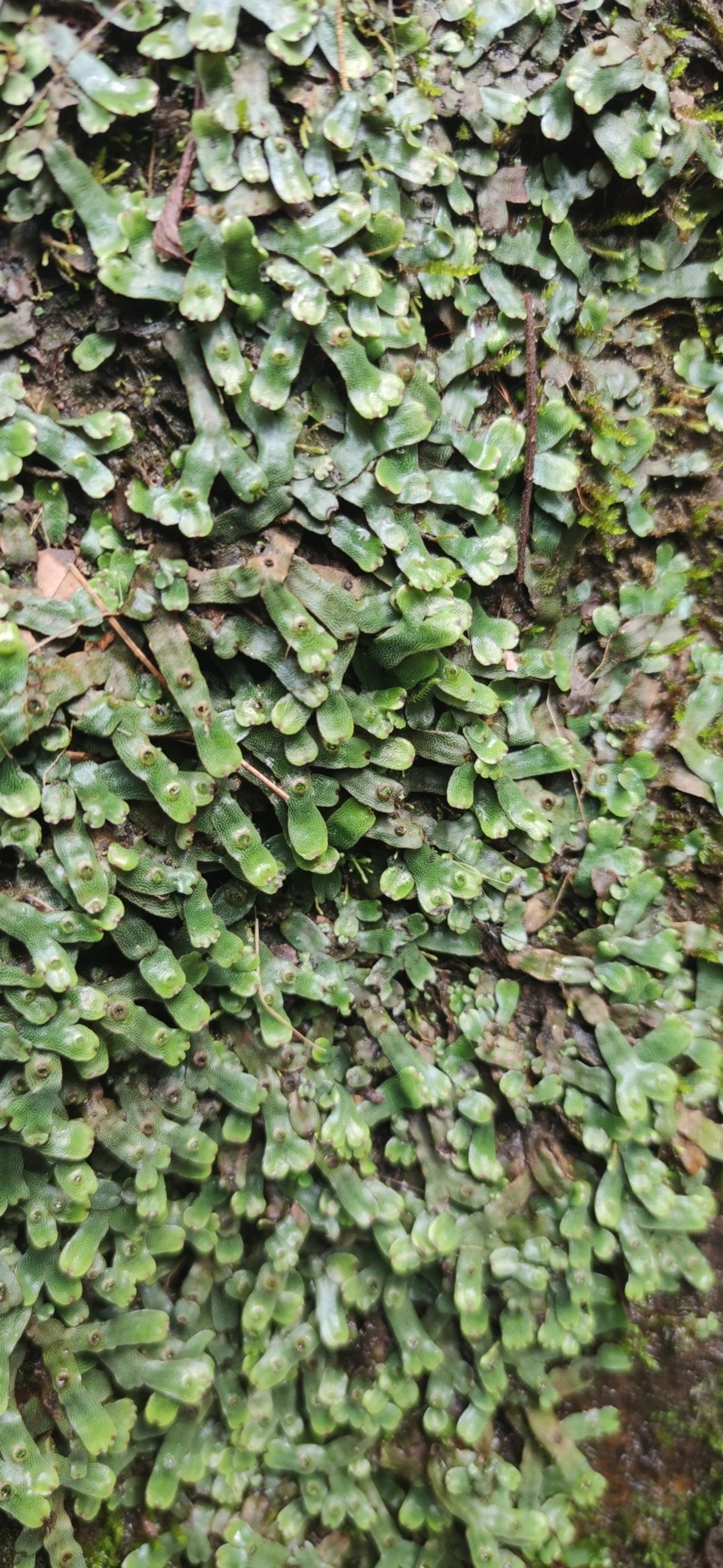 Marcântia (Marchantia polymorpha), plantas, fotografado em Maresias, São Sebastião