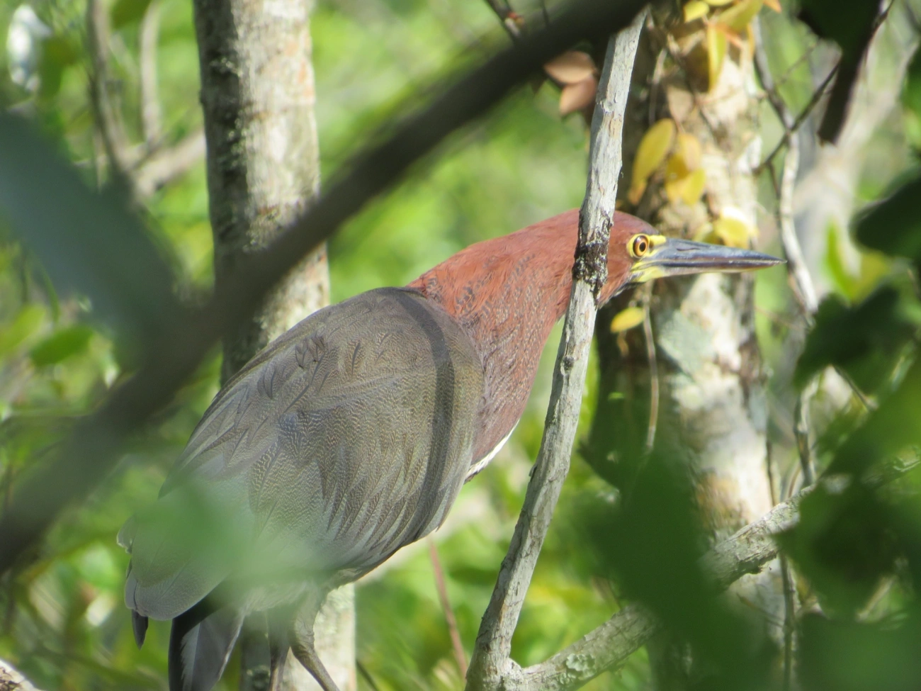 Socó-boi (Tigrisoma lineatum), aves, fotografado em Maresias, São Sebastião