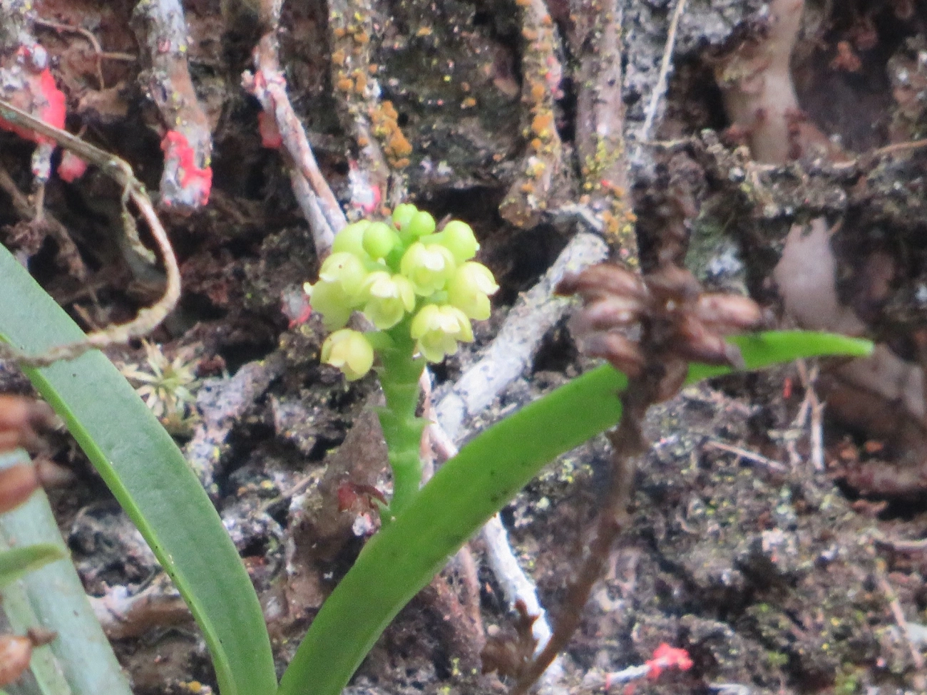 Polystachya, plantas, fotografado em Maresias, São Sebastião