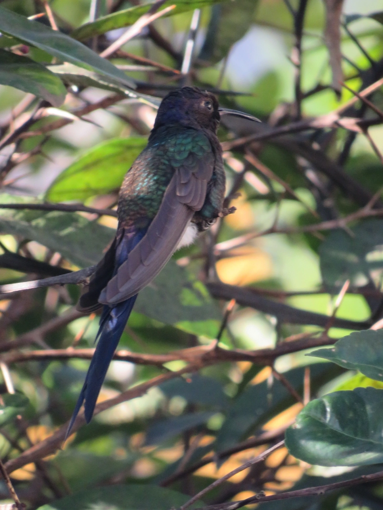 Beija-flor-tesoura (Eupetomena macroura), aves, fotografado em Indaiá, Caraguatatuba