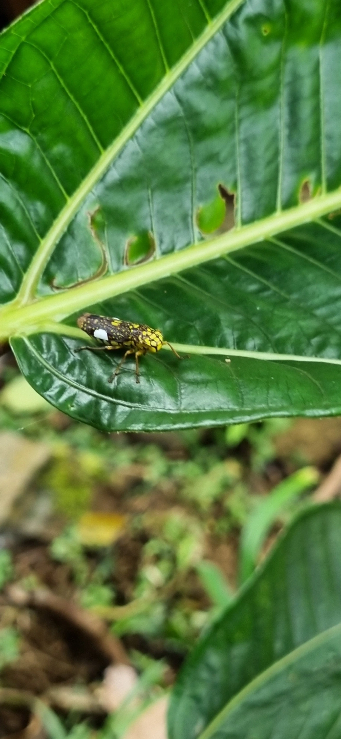 Cigarrinha-de-espinho (Molomea magna), insetos, fotografado em Paúba, São Sebastião