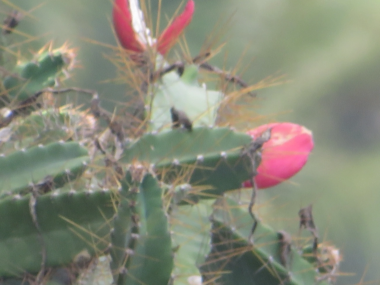 Mandacaru-da-praia (Cereus fernambucensis), plantas, fotografado em Ilhabela