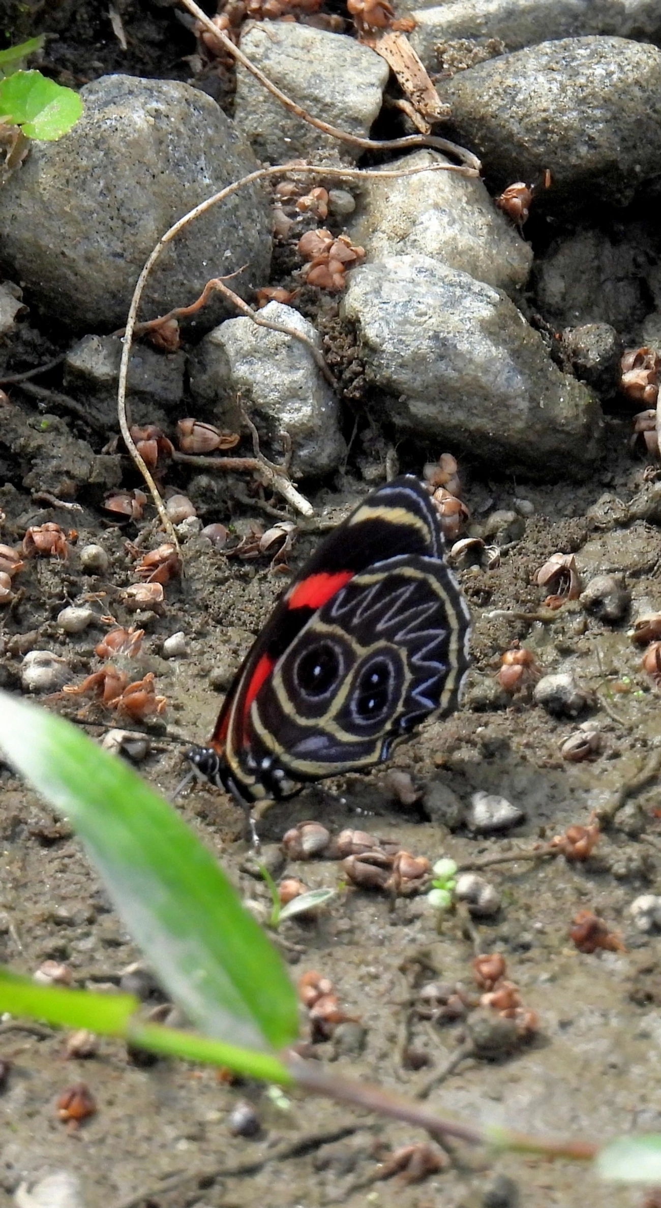 Borboleta-oitenta (Callicore sorana), insetos, fotografado em Maresias, São Sebastião