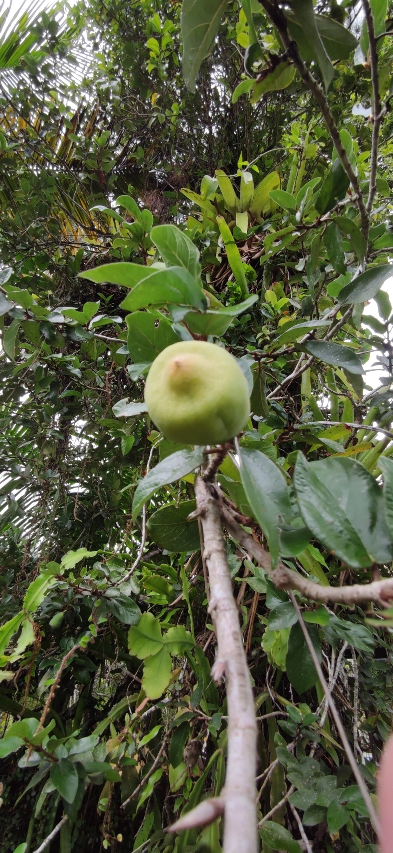 Figueira-trepadeira (Ficus pumila), plantas, fotografado em Maresias, São Sebastião