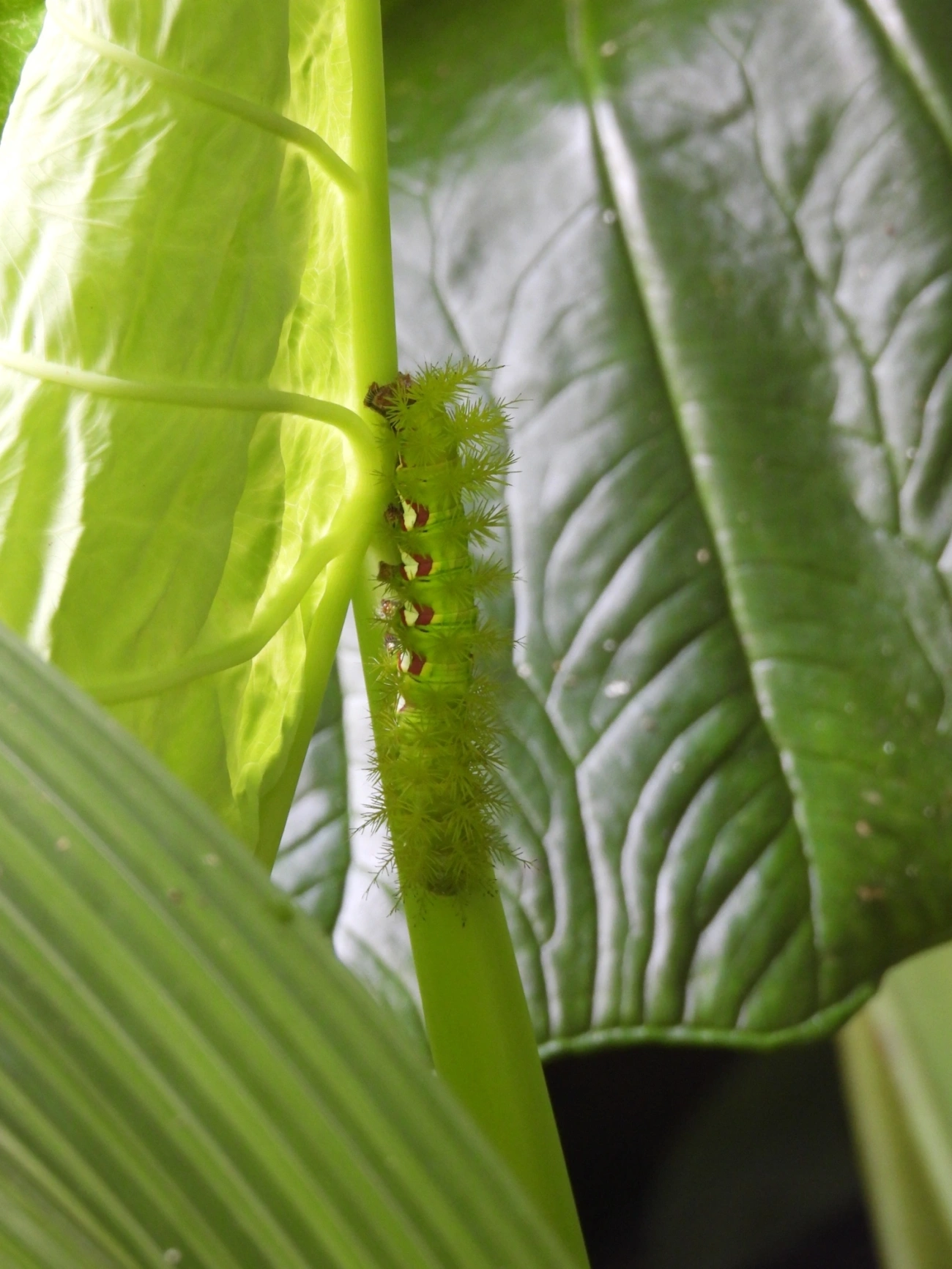 Automeris, insetos, fotografado em Maresias, São Sebastião