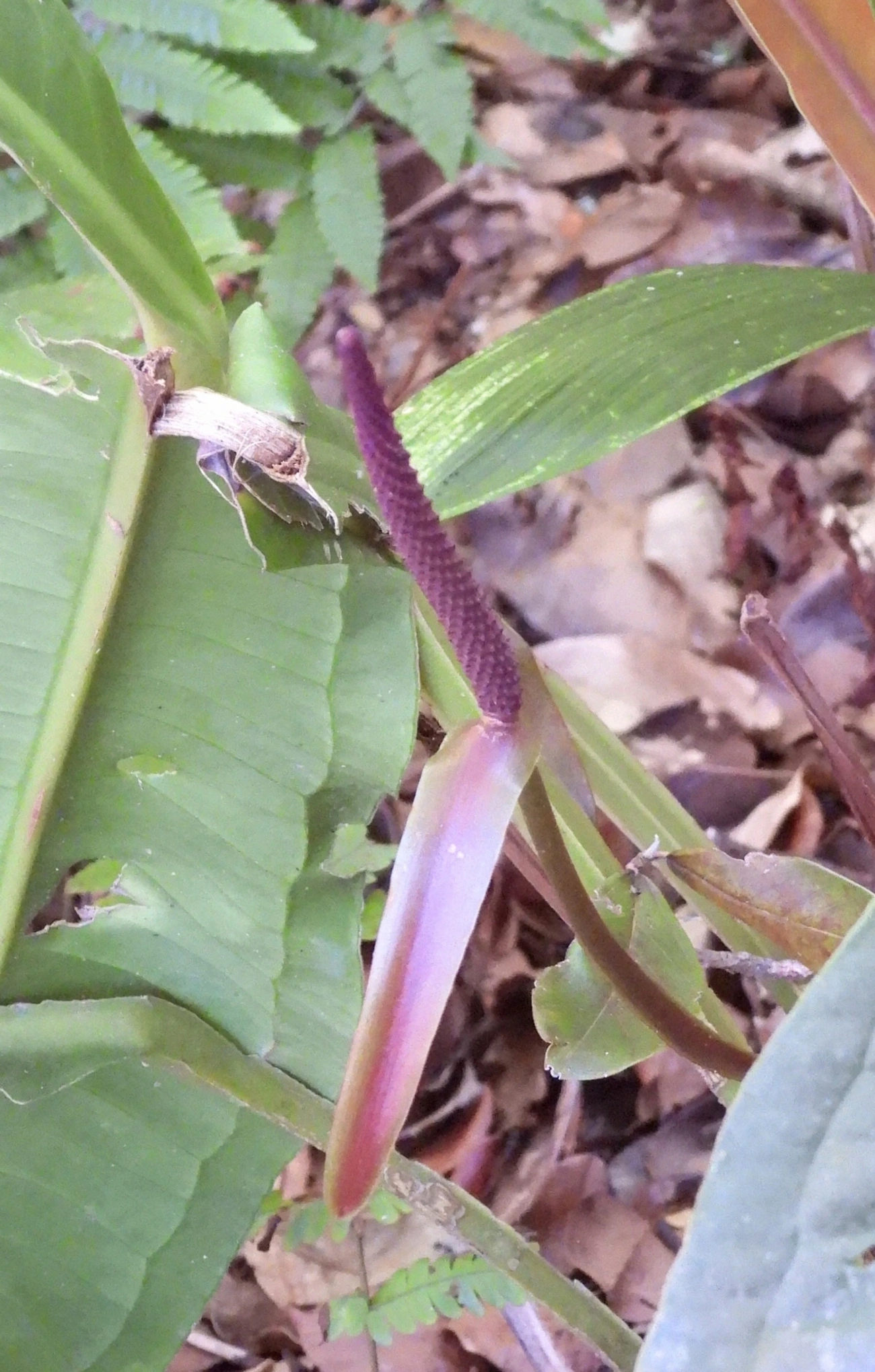 Antúrios (Anthurium), plantas, fotografado em Jabaquara, Ilhabela