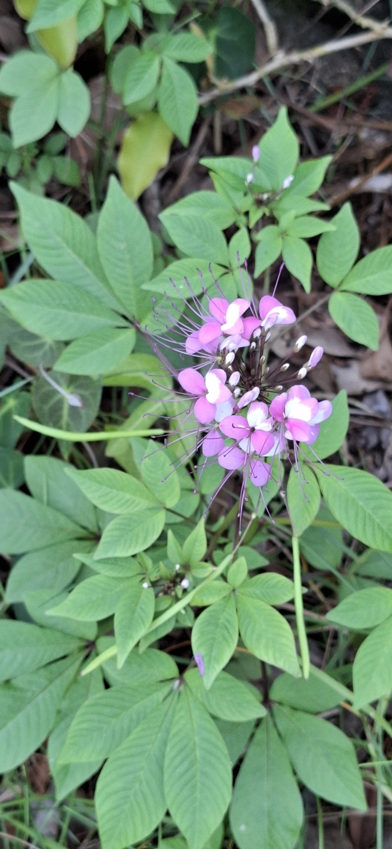 Mussambê (Cleome houtteana), plantas, fotografado em Maresias, São Sebastião