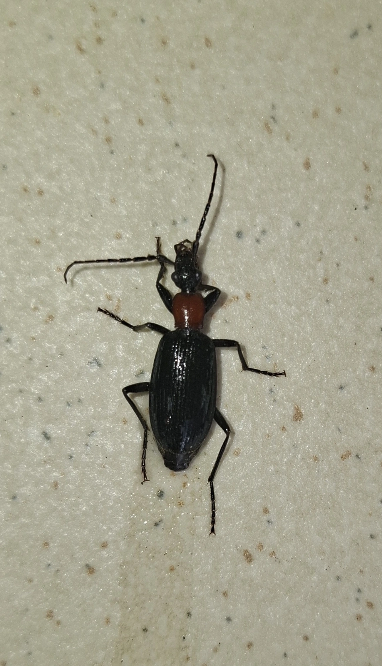 Galerita, insetos, fotografado em Maresias, São Sebastião