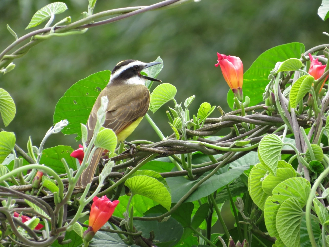 Bem-te-vi (Pitangus sulphuratus), aves, fotografado em Maresias, São Sebastião