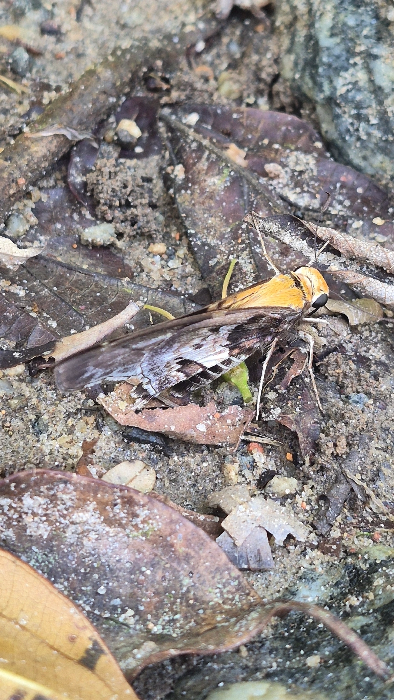 Proteides mercurius, insetos, fotografado em Boiçucanga, São Sebastião