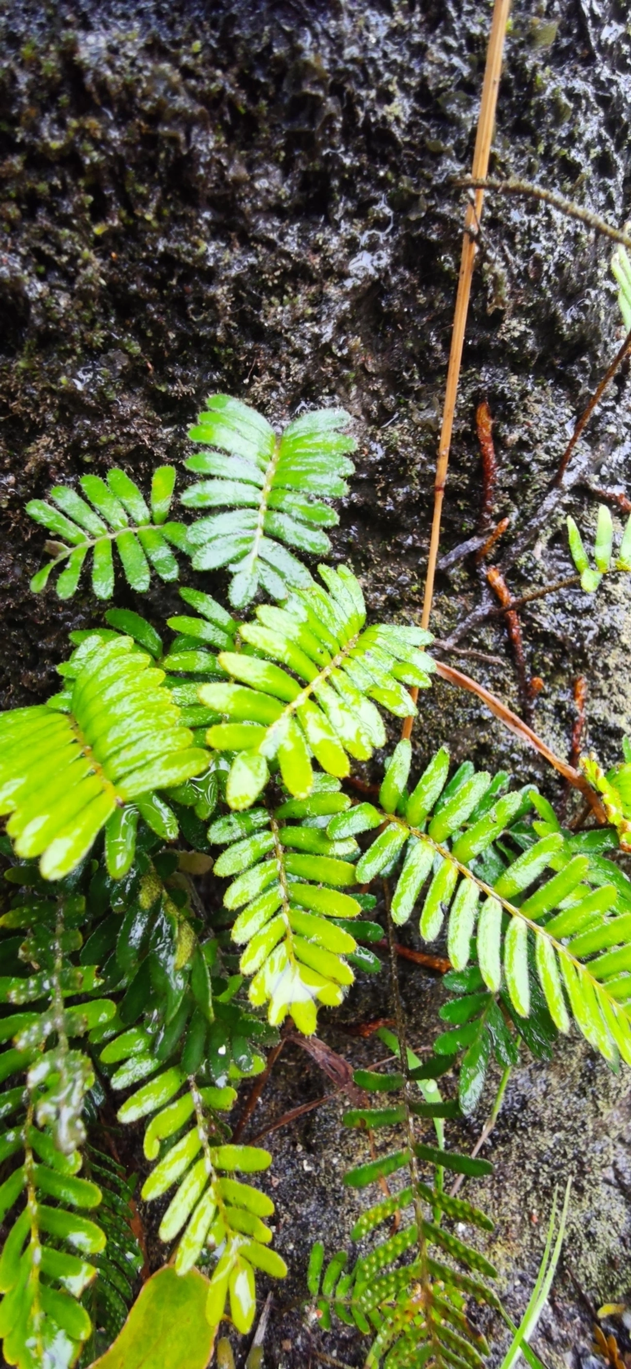 Samambaia-da-ressurreição (Pleopeltis polypodioides), plantas, fotografado em Maresias, São Sebastião
