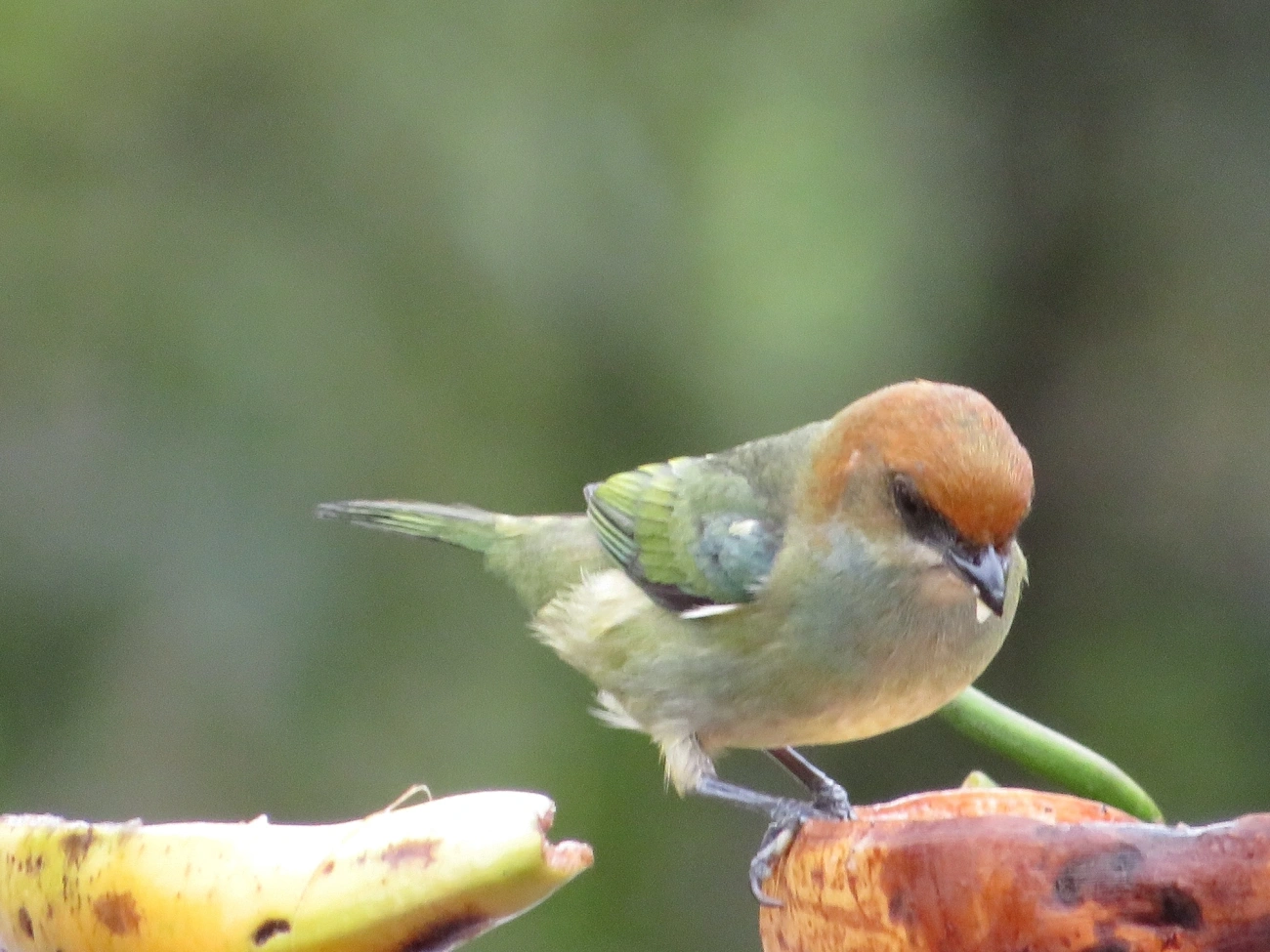 Saíra-sapucaia (Stilpnia peruviana), aves, fotografado em São Sebastião