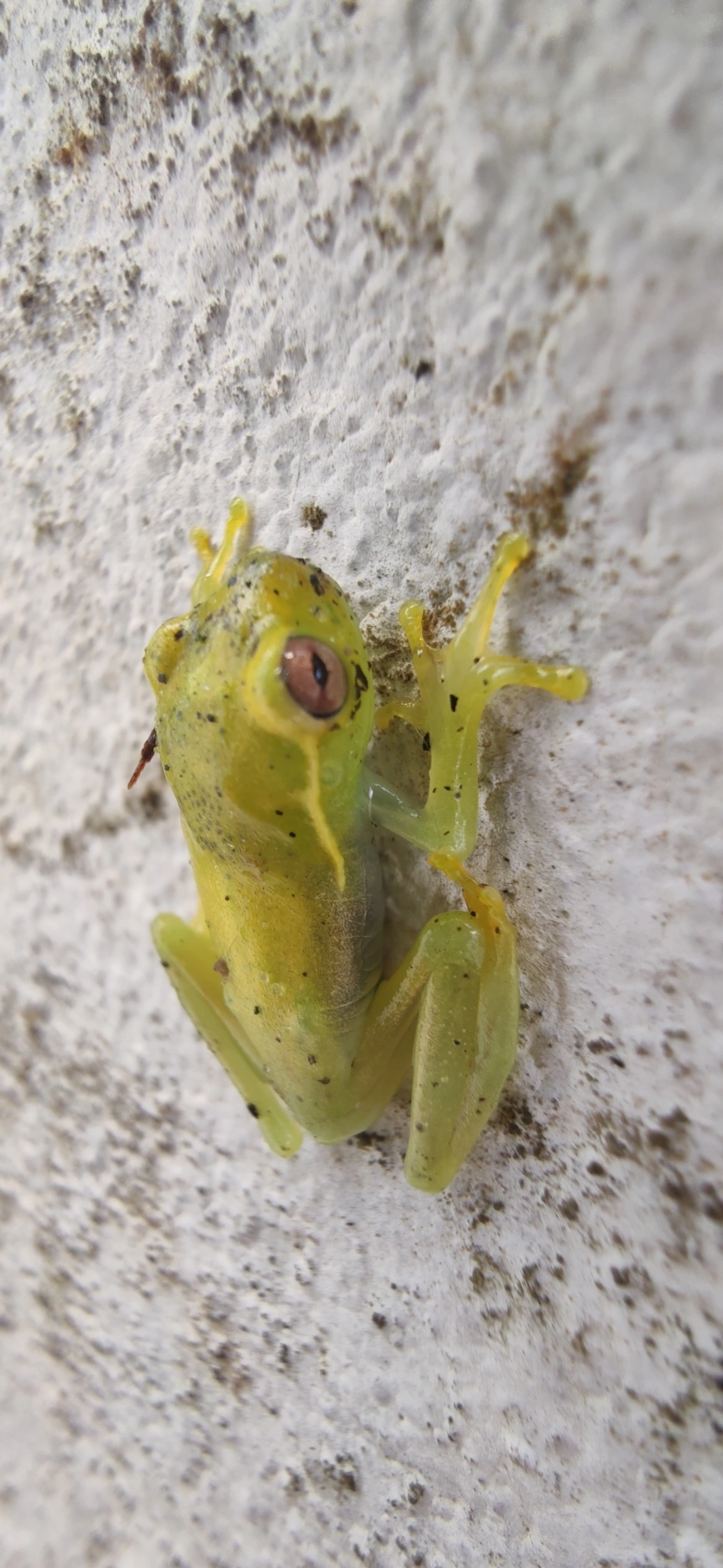 Perereca-araponga (Boana albomarginata), anfíbios, fotografado em Maresias, São Sebastião
