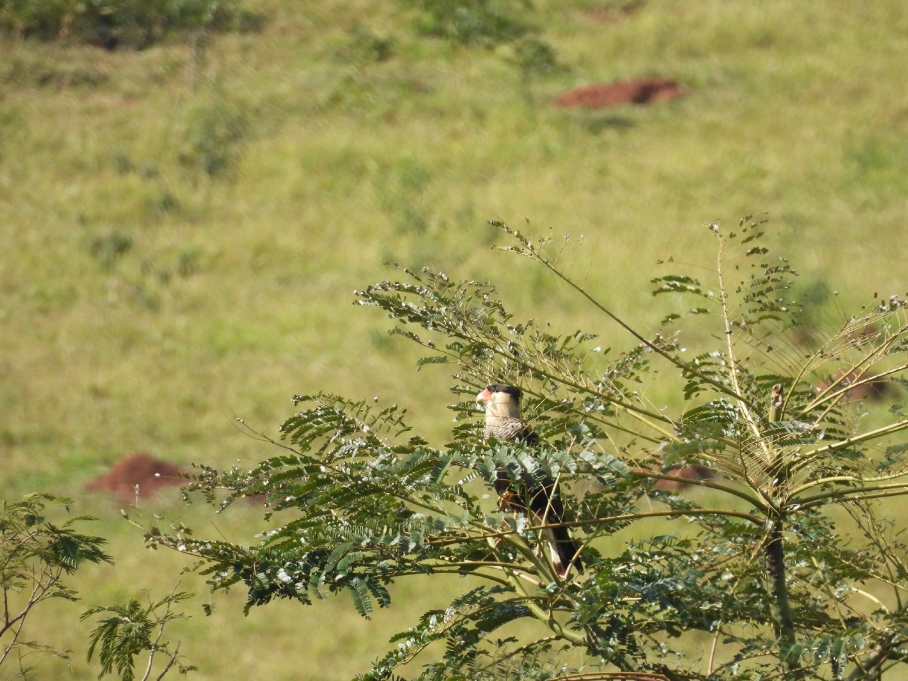 Carcará (Caracara plancus), aves, fotografado em Bragança Paulista