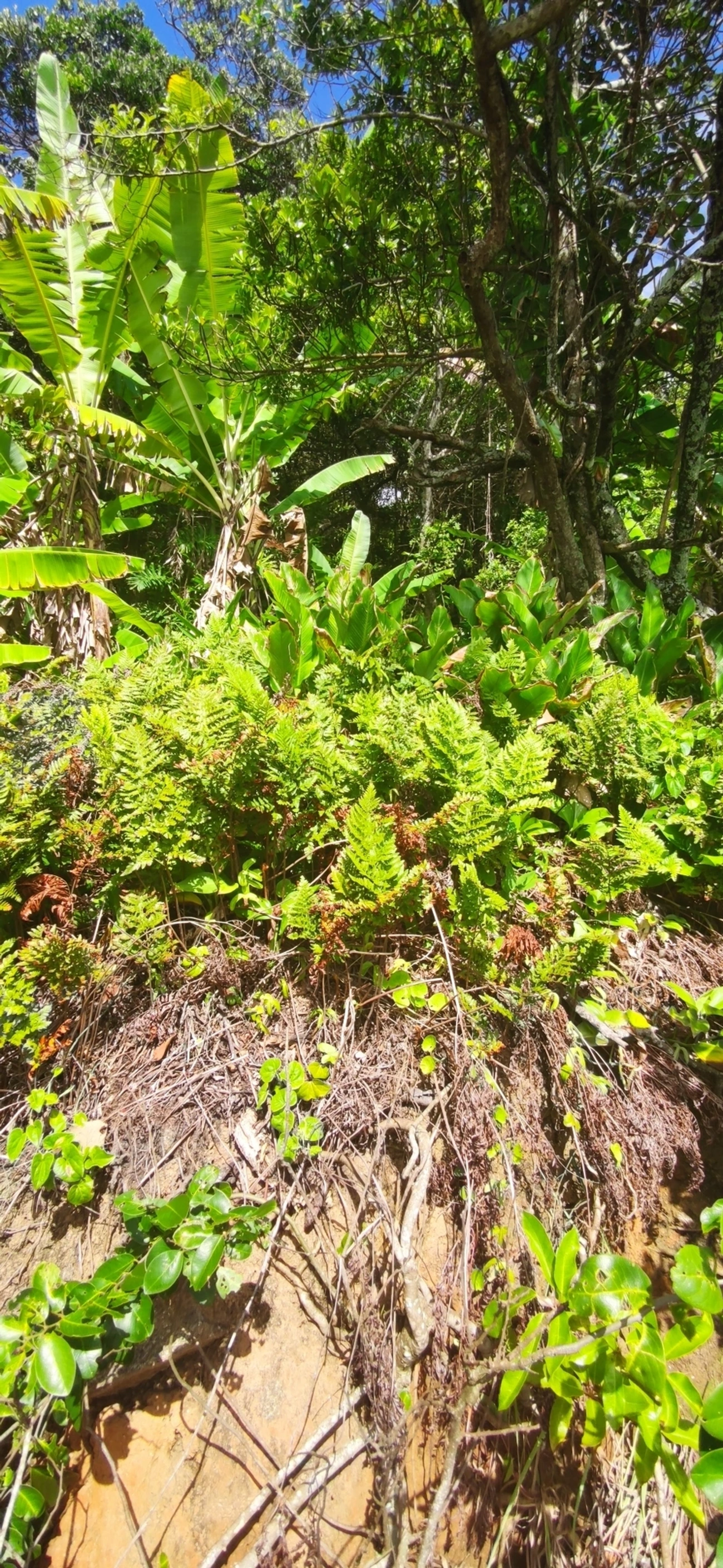 Samambaia-preta (Rumohra adiantiformis), plantas, fotografado em Maresias, São Sebastião