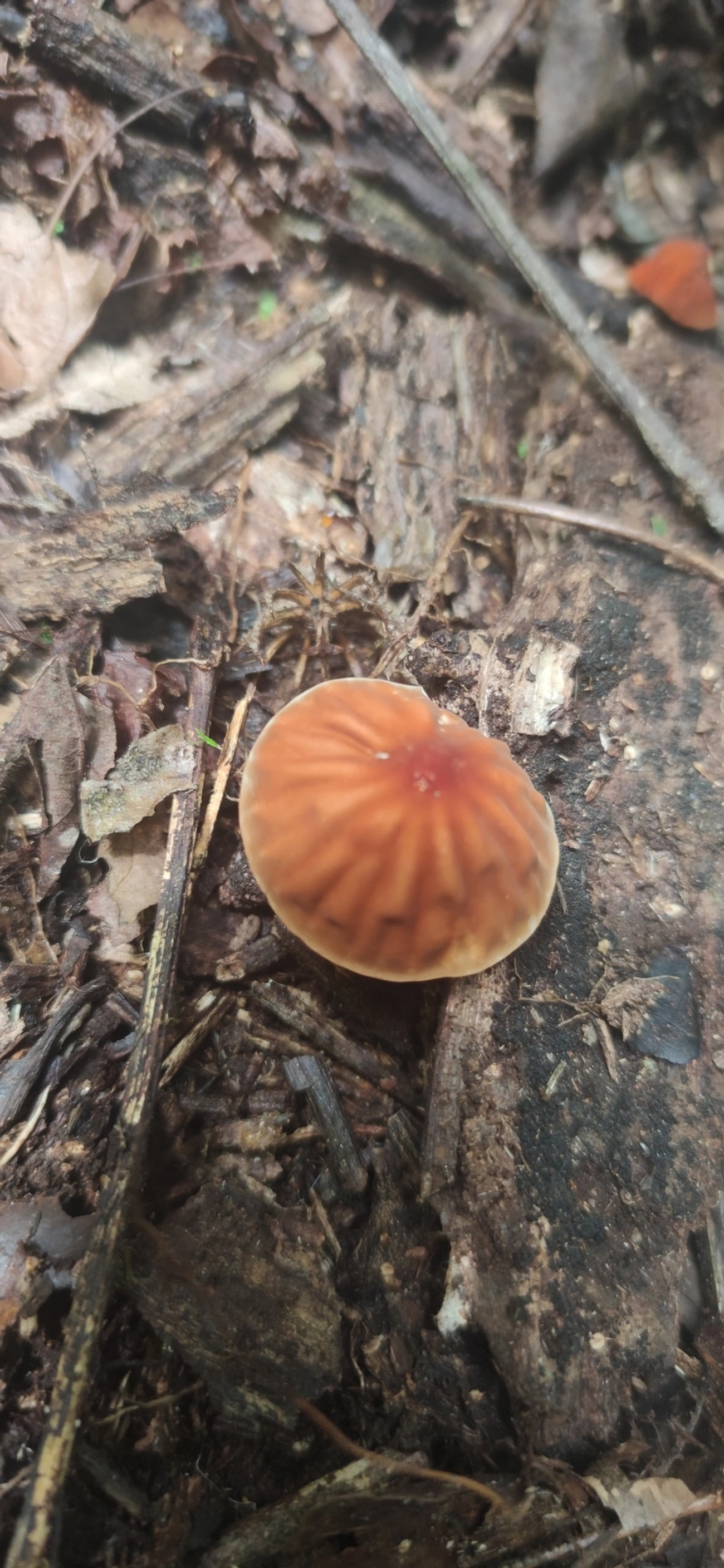 Marasmius fulvoferrugineus, fungos, fotografado em Maresias, São Sebastião