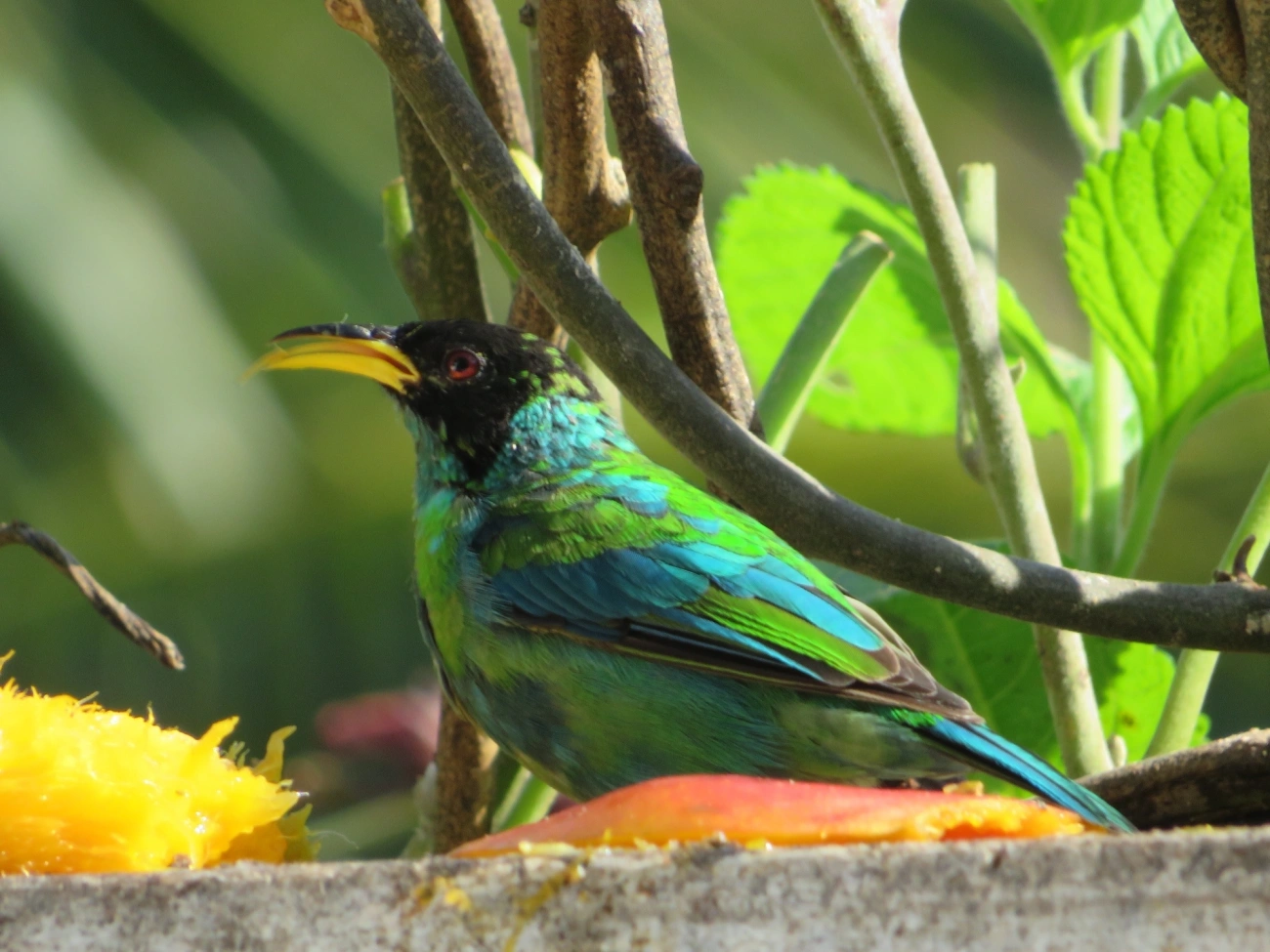 Saí-verde (Chlorophanes spiza), aves, fotografado em Maresias, São Sebastião