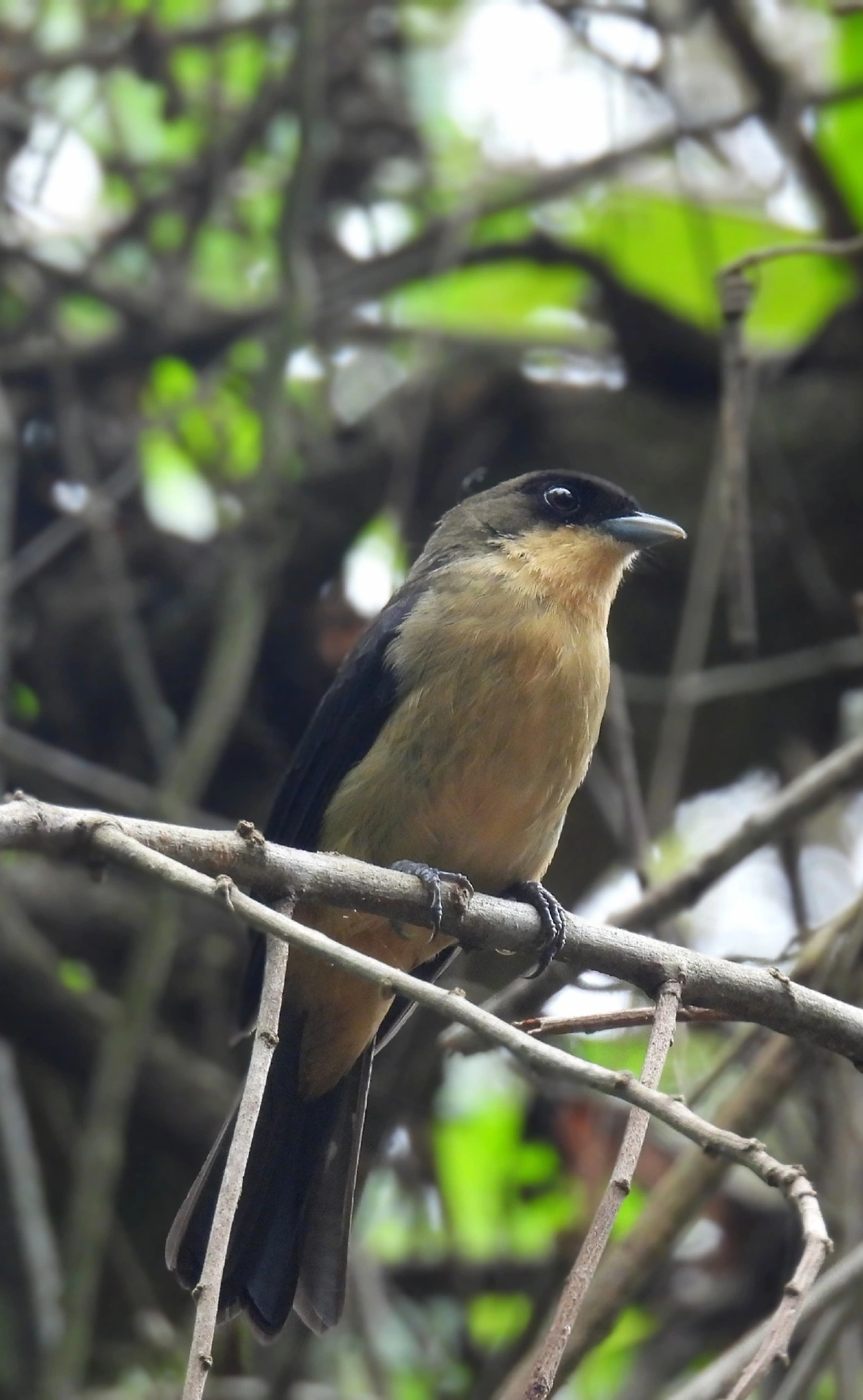 Tiê-de-topete (Trichothraupis melanops), aves, fotografado em Perequê, Ilhabela
