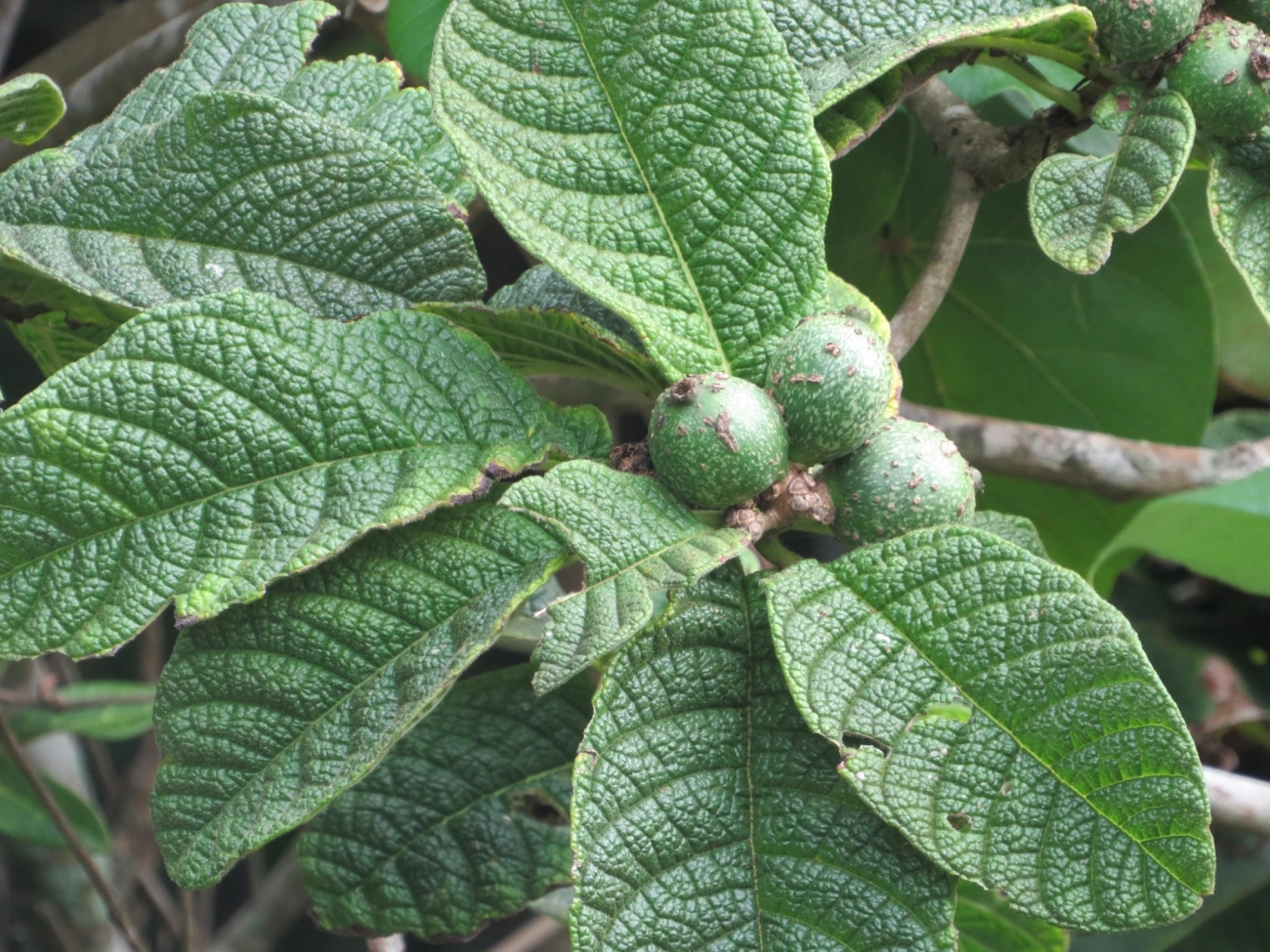 Goiabas (Psidium), plantas, fotografado em Maresias, São Sebastião