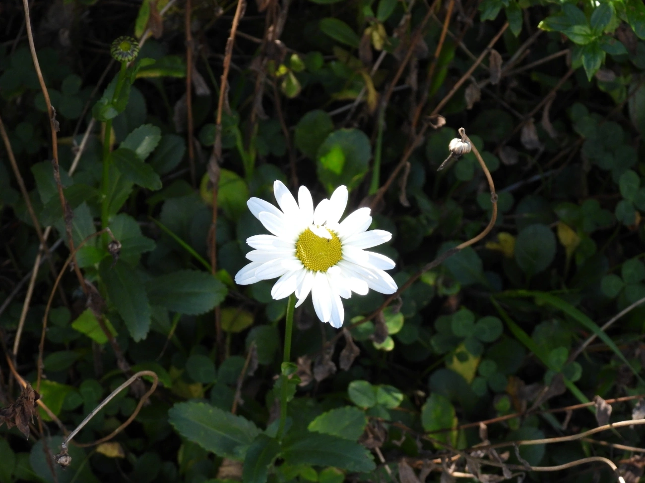 Crisântemo-máximo (Leucanthemum maximum), plantas, fotografado em Eng. Passos, Resende