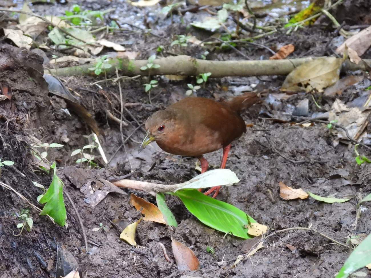 Saracura-lisa (Amaurolimnas concolor), aves, fotografado em Perequê, Ilhabela