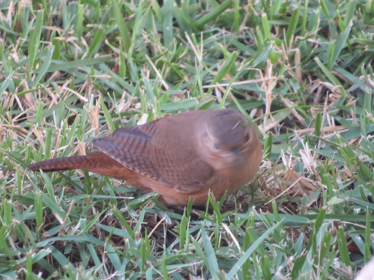 Corruíra (Troglodytes musculus), aves, fotografado em Indaiá, Caraguatatuba
