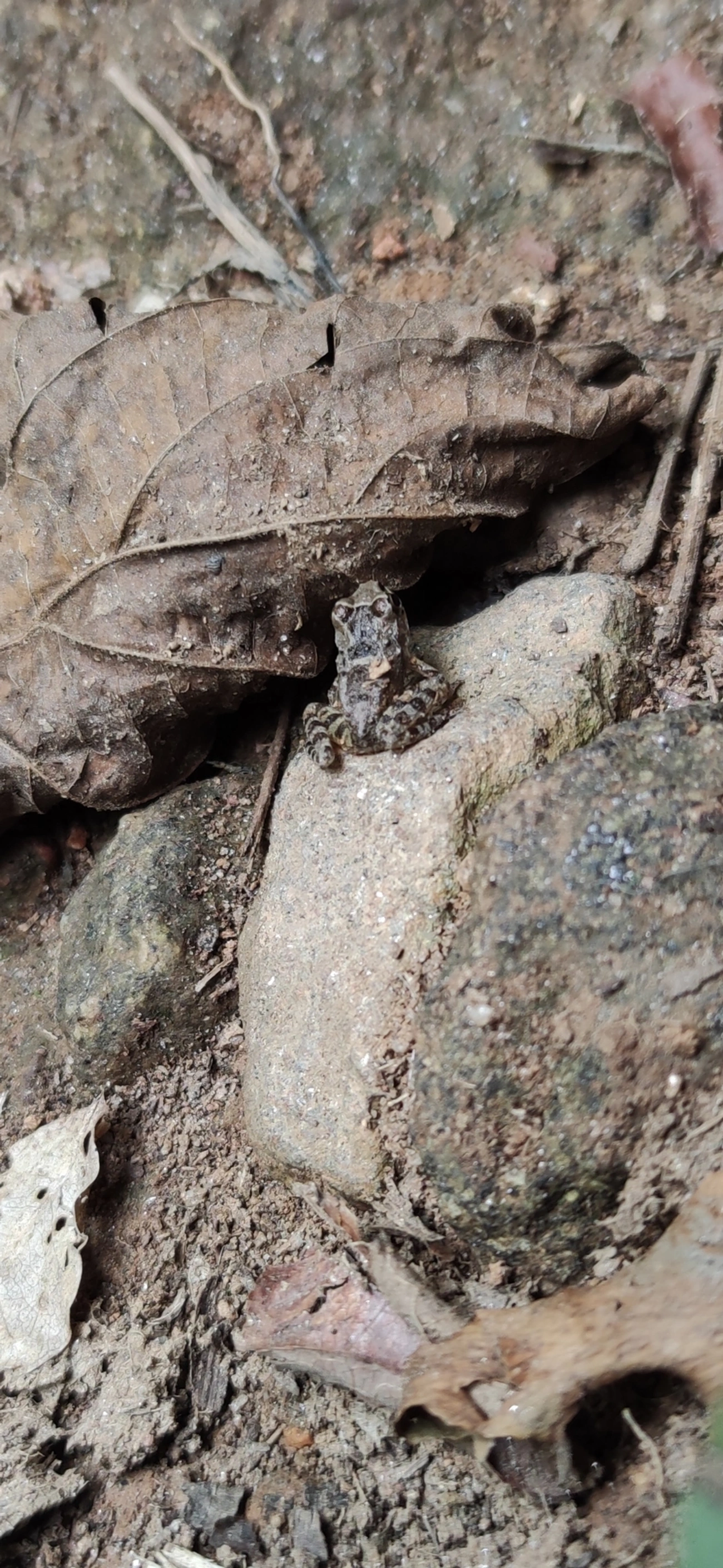 Rã-de-pedra (Thoropa taophora), anfíbios, fotografado em Maresias, São Sebastião