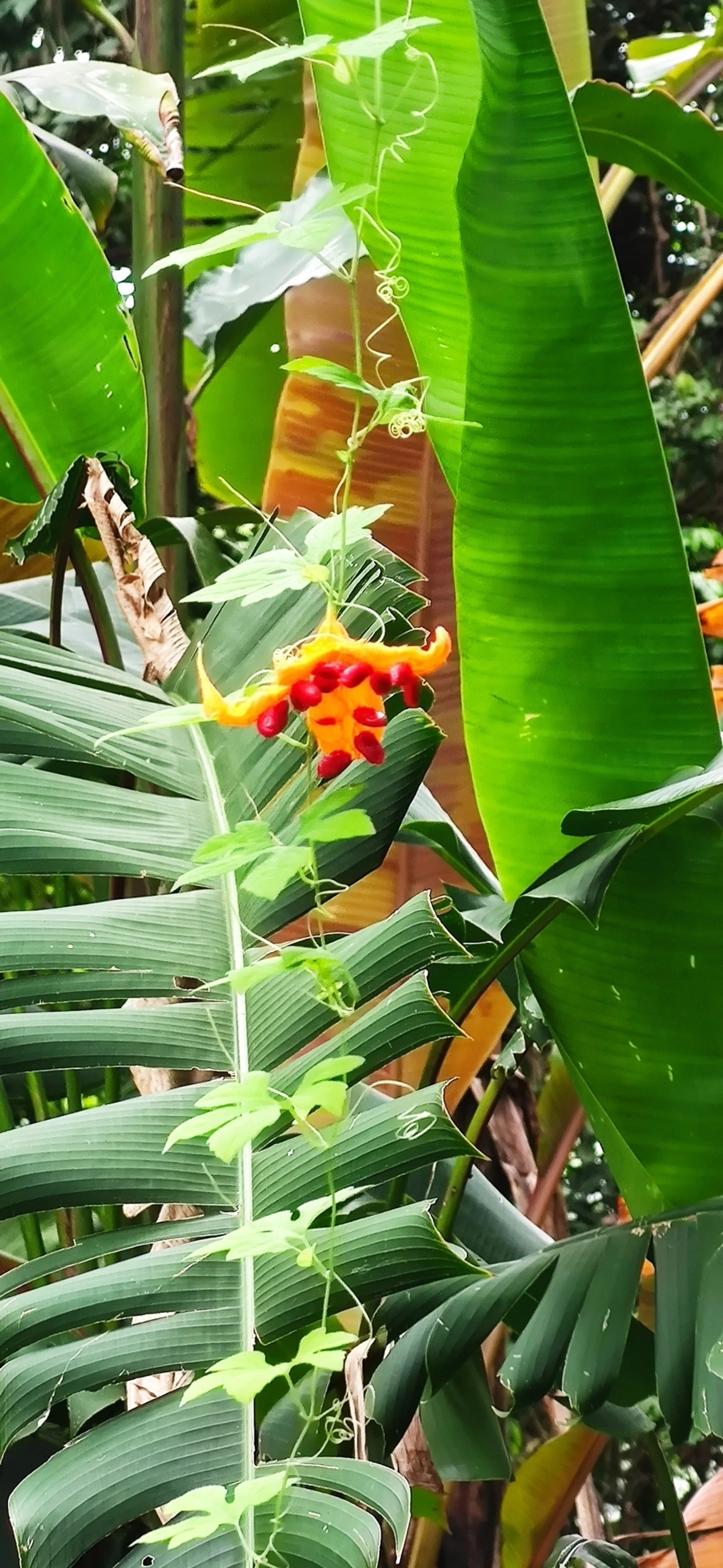 Melão-de-são-caetano (Momordica charantia), plantas, fotografado em Maresias, São Sebastião