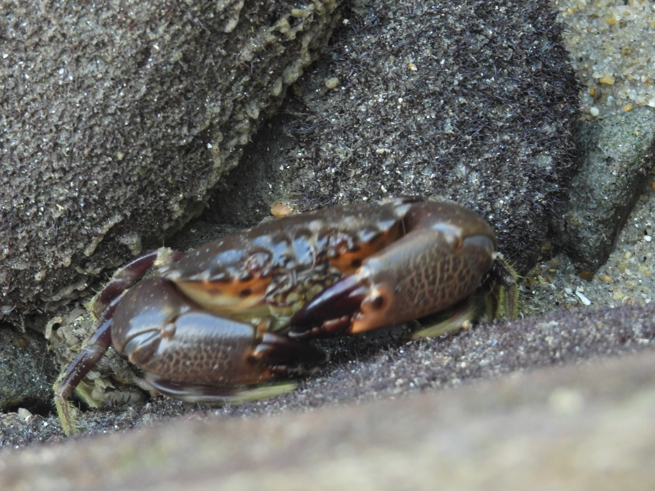 Guaiá-açu (Menippe nodifrons), crustáceos, fotografado em Maresias, São Sebastião