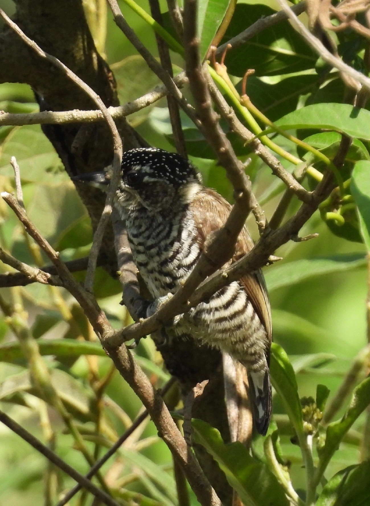 Pica-pau-anão-barrado (Picumnus cirratus), aves, fotografado em Rua Coronel João Leme, Bragança Paulista