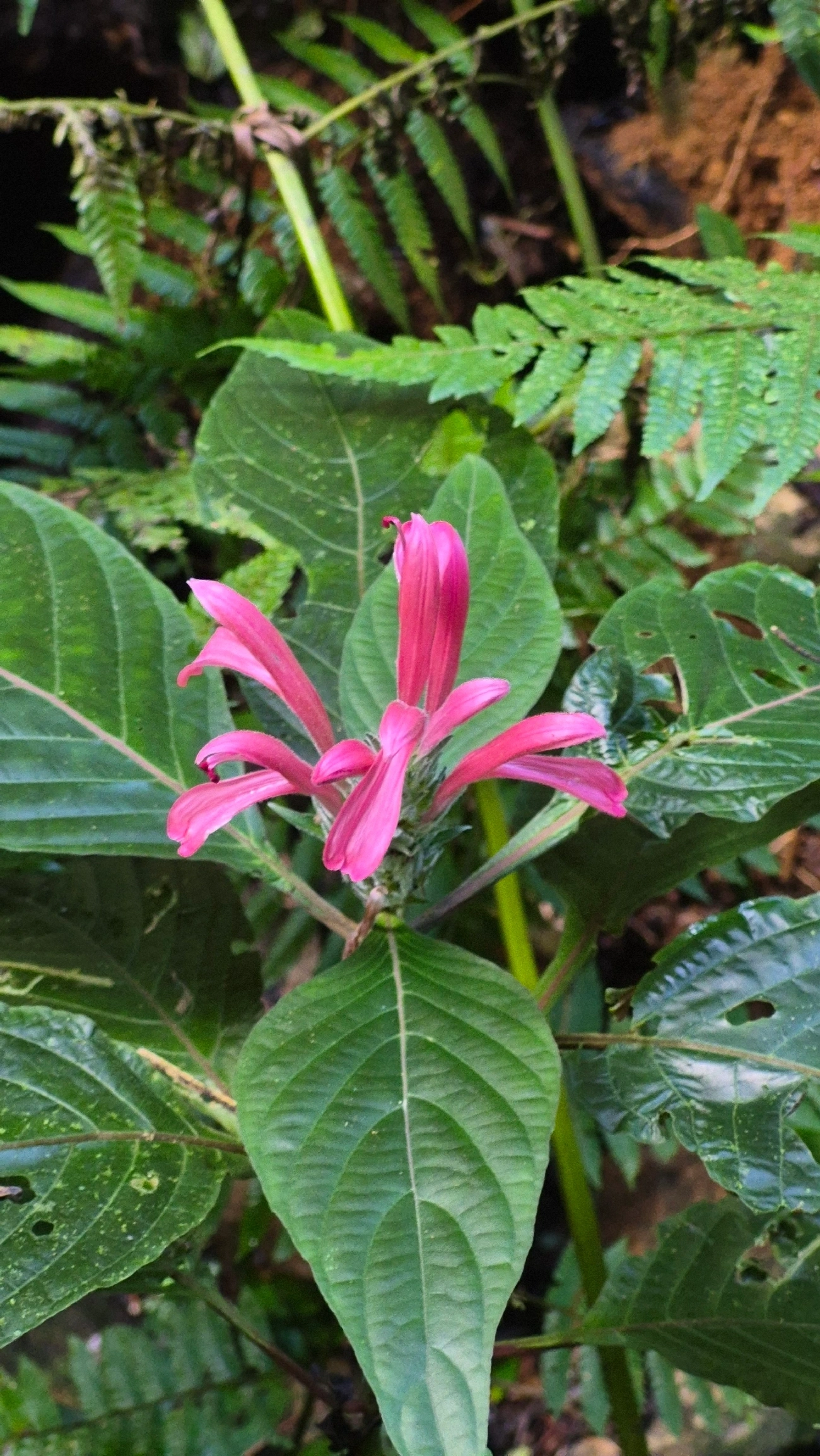 Jacobínia (Justicia carnea), plantas, fotografado em Camburí, São Sebastião