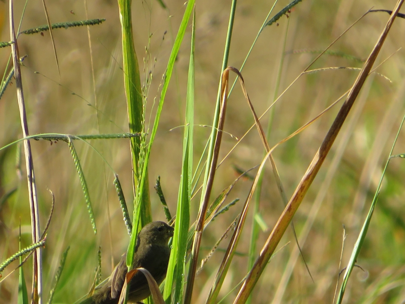 Baiano (Sporophila nigricollis), aves, fotografado em Maresias, São Sebastião