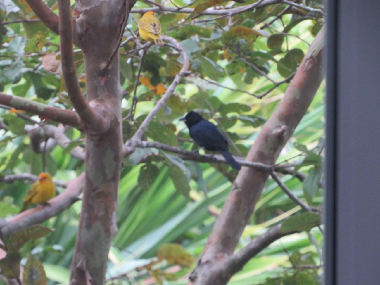 Tiê-preto (Tachyphonus coronatus), aves, fotografado em Maresias, São Sebastião