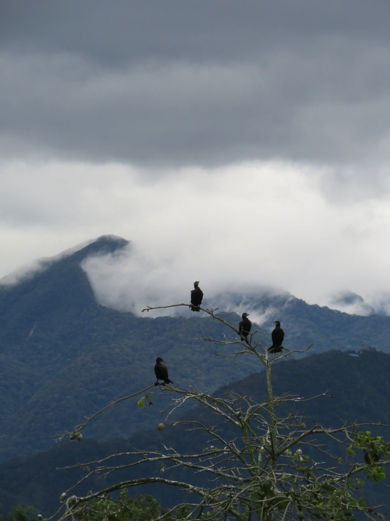 Biguá (Nannopterum brasilianum), aves, fotografado em Maresias, São Sebastião