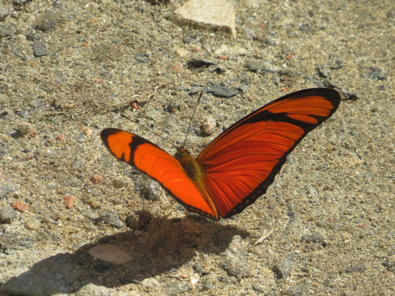 Borboleta-flambeau (Dryas iulia), insetos, fotografado em Maresias, São Sebastião