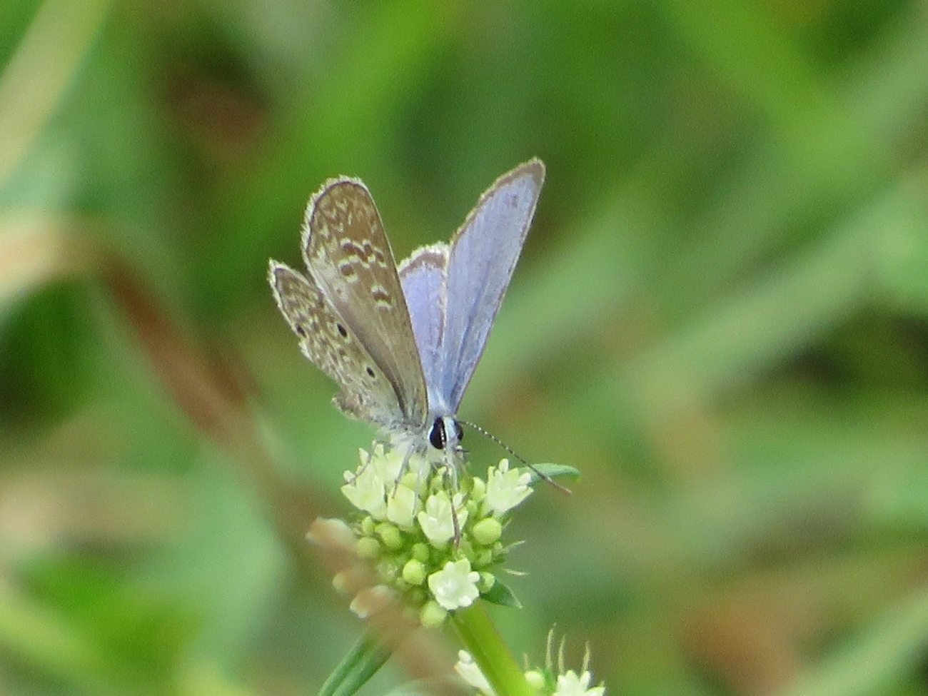 Borboleta-azulzinha-do-trevo (Hemiargus hanno), insetos, fotografado em Maresias, São Sebastião