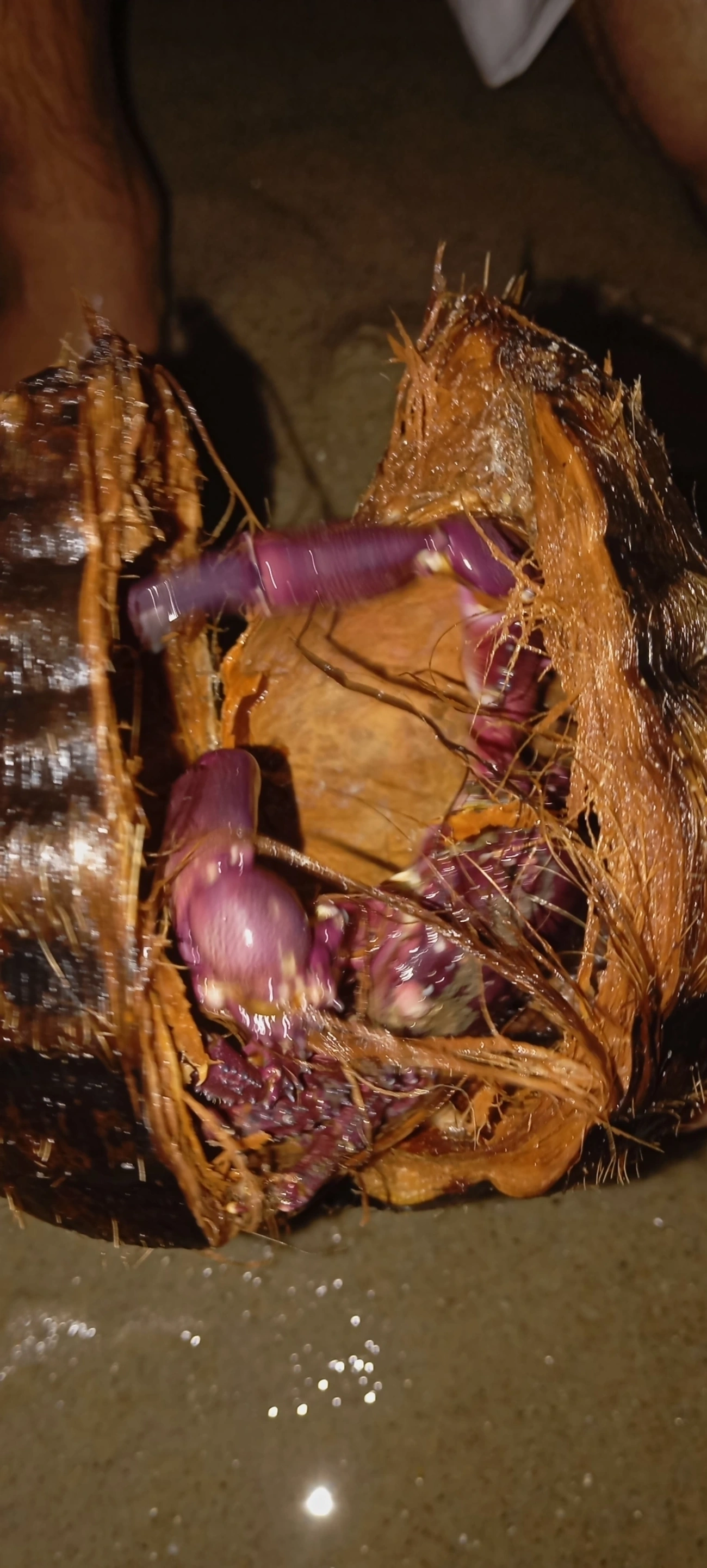 Caranguejos (Brachyura), crustáceos, fotografado em Maresias, São Sebastião